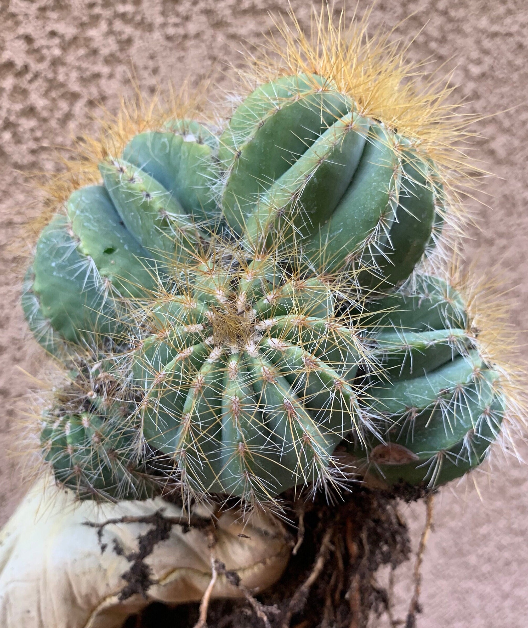 Balloon Cactus (Notocactus Magnificus)