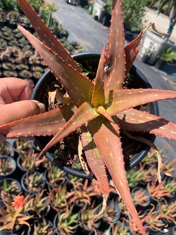 Rare Aloe Maculata Sun Loving Outdoor Cactus Plant - Etsy Italia