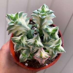 Variegated Crassula String of Buttons Succulent Indoor Outdoor Plant