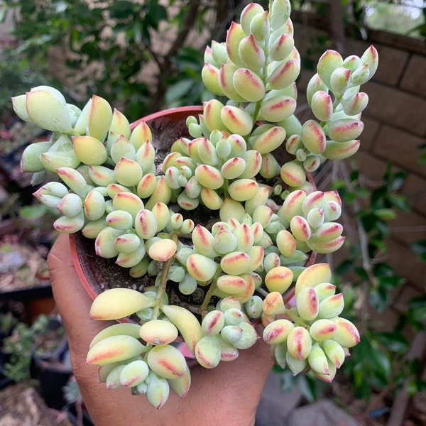 Cute Chubby Cotyledon Pendens Succulent Live Plant