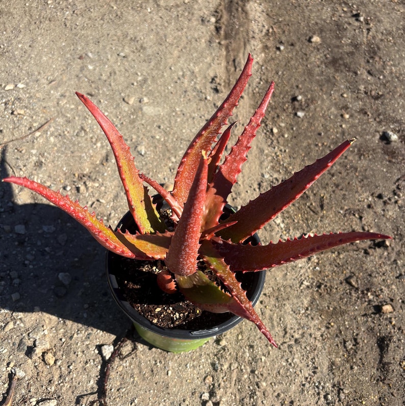May include: A vibrant red and green succulent plant in a black pot. The plant has long, pointed leaves with serrated edges. The leaves are a mix of red and green, with a reddish-orange hue. The pot is sitting on a sandy surface.
