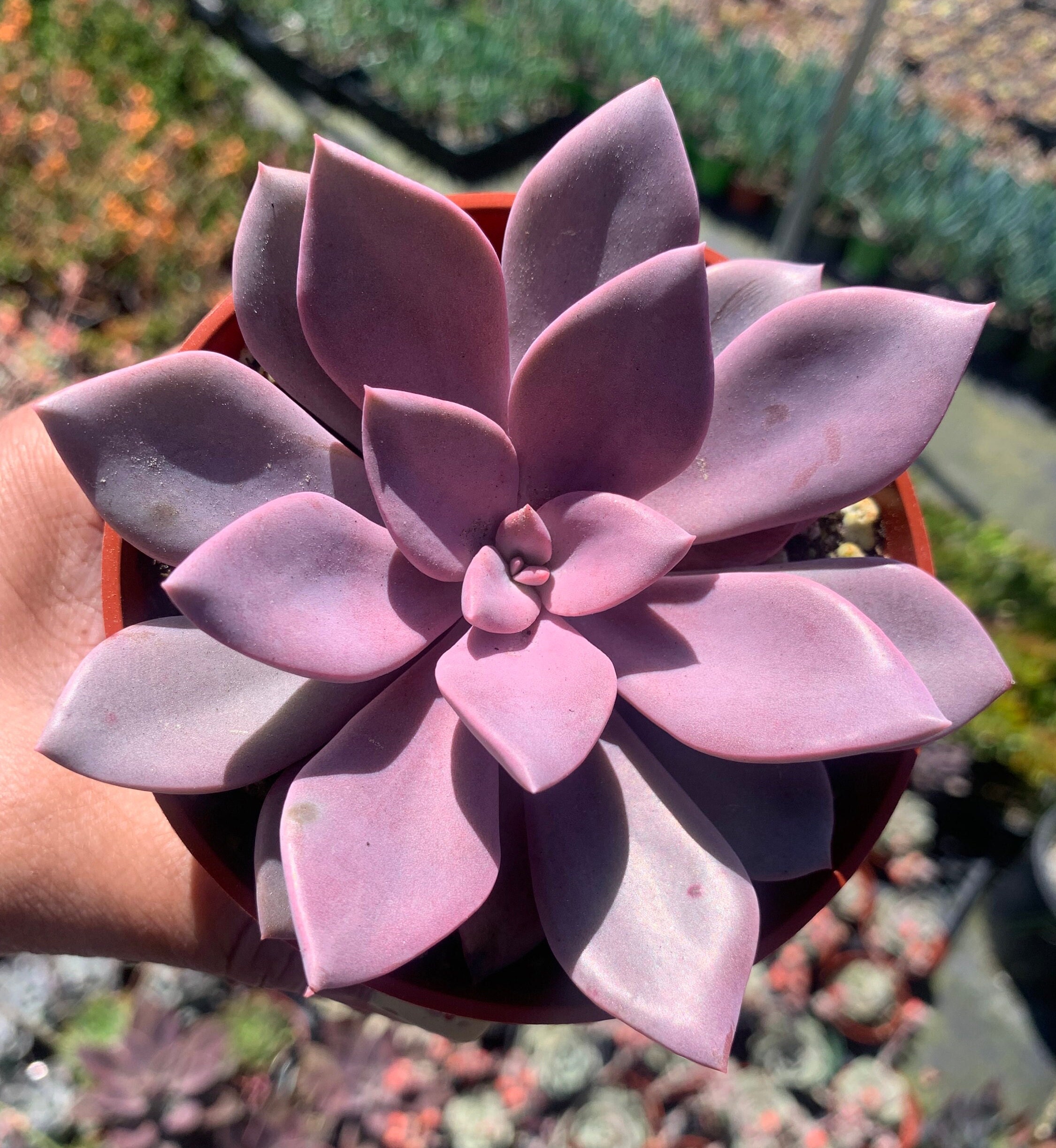 Purple Pastel Colored Plant Graptoveria Debbie Succulent - Etsy