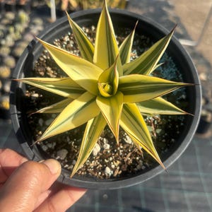 Spiral Aloe Plant - Etsy