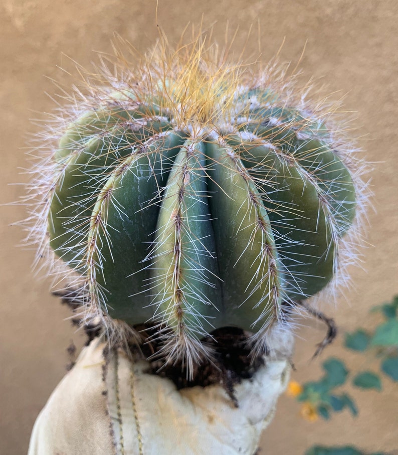 Balloon Cactus Notocactus Magnificus Single