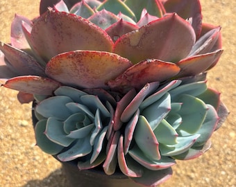 Rare Echeveria Hybrid Succulent Cluster