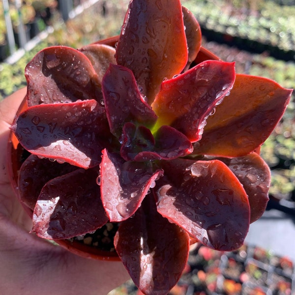 Red Echeveria Autumn Flame Succulent Indoor Outdoor Plant Garden