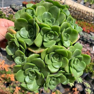 Beautiful Rose Shaped Bouquet Aeonium Lilypad Succulent Live Plant