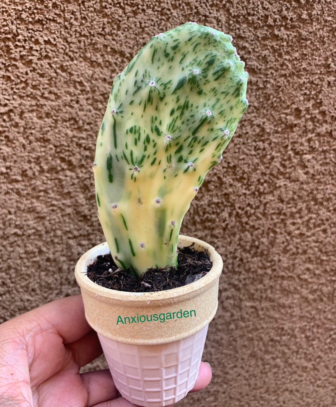 Variegated Opuntia Cactus Cutting Etsy