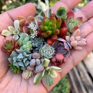 Colorful Petite Clippings 10 Rainbow Baby Plant Cuttings