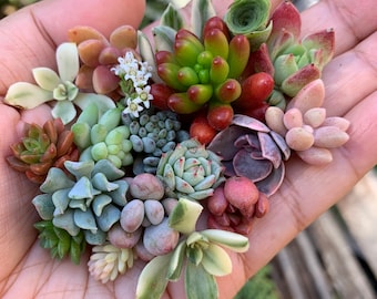 Colorful Petite Clippings 10 Rainbow Baby Plant Cuttings