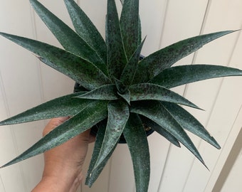 Rare Agave Pineapple Express Plant Large Mangave Outdoor Garden