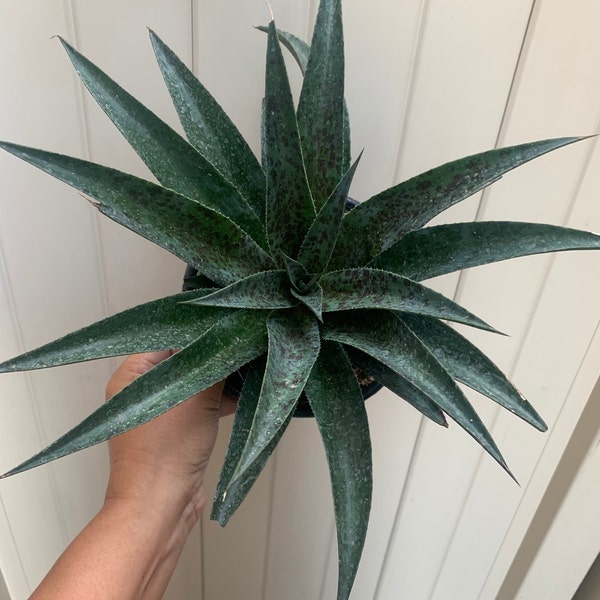 Rare Agave Pineapple Express Plant Large Mangave Outdoor Garden