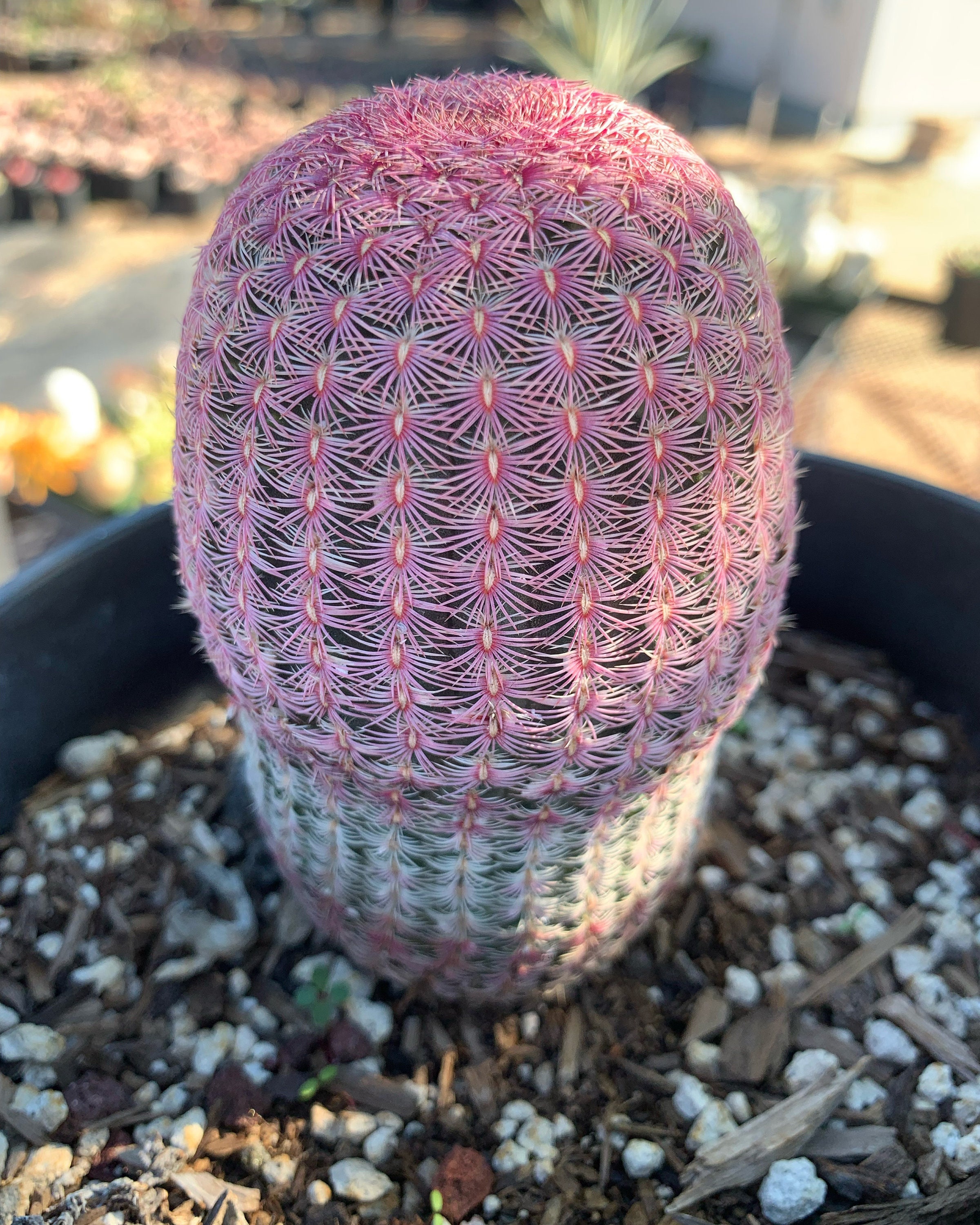 Rainbow Hedgehog Cactus - Etsy India