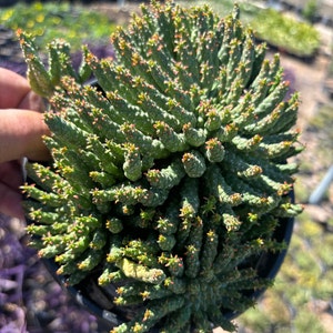 Rare Cactus Euphorbia Medusa Plant Drought Tolerant