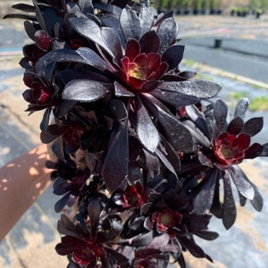 Black Plant Aeonium Zwartkop (Black Rose) Succulent
