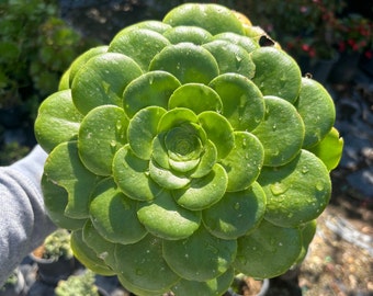 Rare Aeonium Platter Succulent