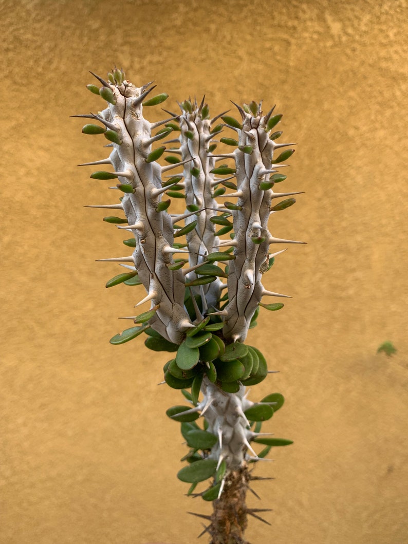 Alluaudia Procera Madagascar Ocotillo Succulent Triple head