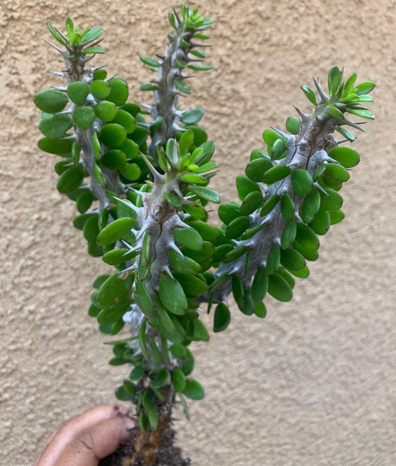 Alluaudia Procera Madagascar Ocotillo Succulent image 7