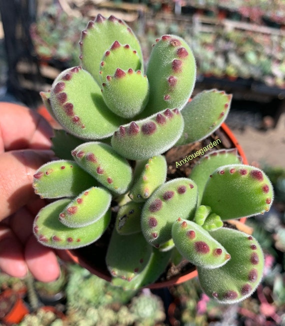Fuzzy Bear Paws Plant Cotyledon Tomentosa Succulent - Etsy Israel