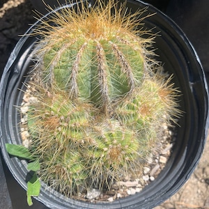 Balloon Cactus Notocactus Magnificus 1 gallon cluster