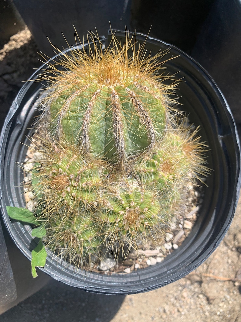 Balloon Cactus Notocactus Magnificus 1 gallon cluster