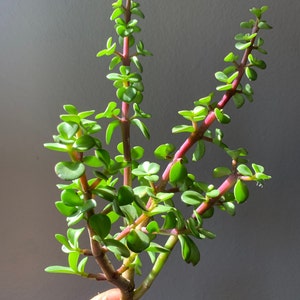 Low Maintenance Portulacaria Elephant Bush Succulent Plant Indoor Outdoor Garden