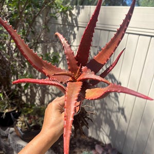 May include: A vibrant red succulent plant with long, pointed leaves and spiky edges. The plant is held in a hand, showcasing its deep red color and unique texture. The plant's leaves radiate outwards from a central point.
