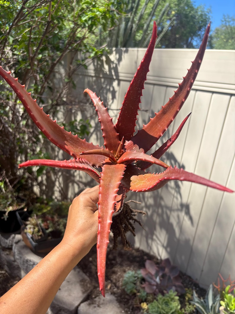 May include: A vibrant red succulent plant with long, pointed leaves and spiky edges. The plant is held in a hand, showcasing its deep red color and unique texture. The plant's leaves radiate outwards from a central point.