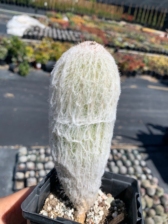 Large Cactus Plant Old Man Cactus (cephalocereus Senilis) Drought Tolerant  - Etsy Canada