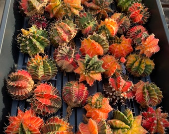 Rare Cactus Variegated Gymnocalycium Imported Cacti