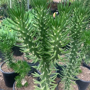 Large Spines Eves Needle Cactus