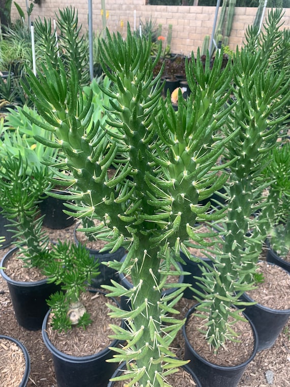 Large Spines Eves Needle Cactus - Etsy Israel