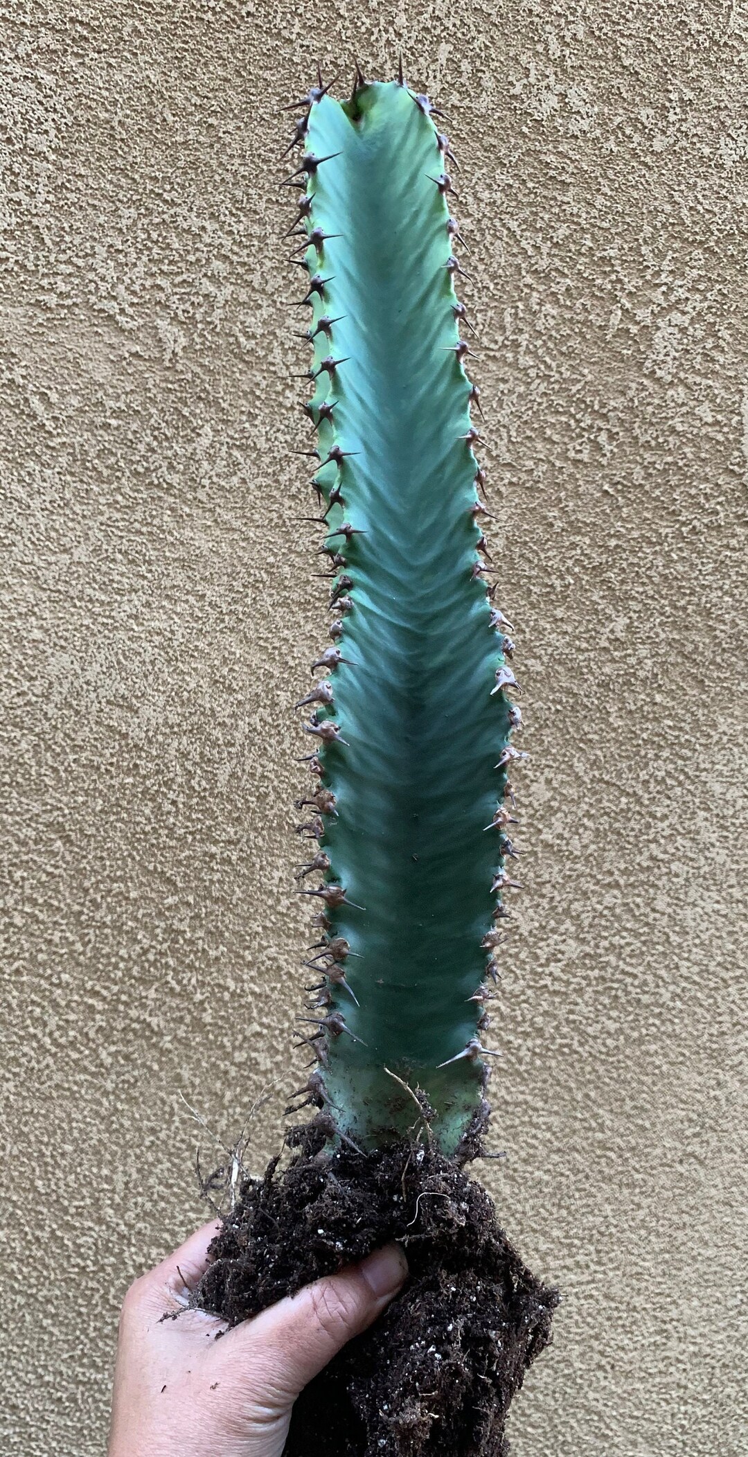 Euphorbia Candelabra Chocolate Drop Variegata Etsy