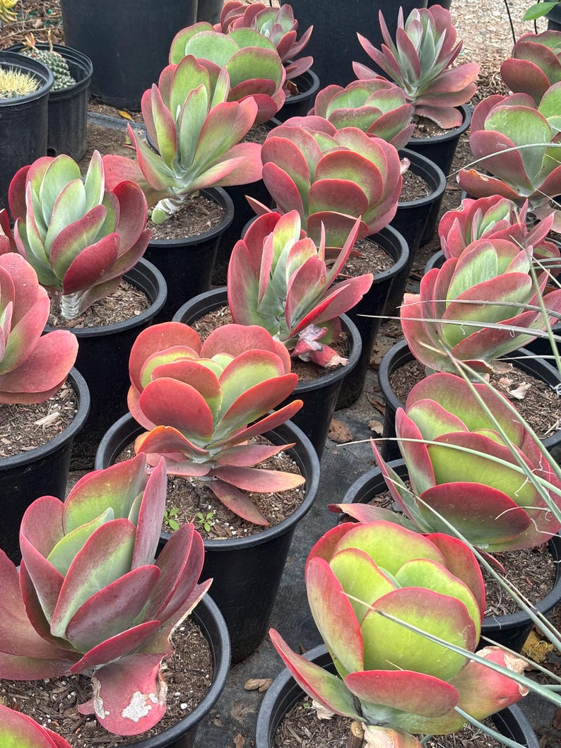 Anxiousgarden Kalanchoe Luciae Flapjack Succulent - Thumbnail 5