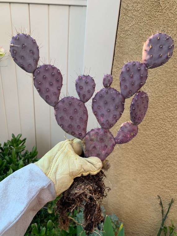 Mittens with Clips - Violet Cactus Mittens with Clips - Violet Cactus