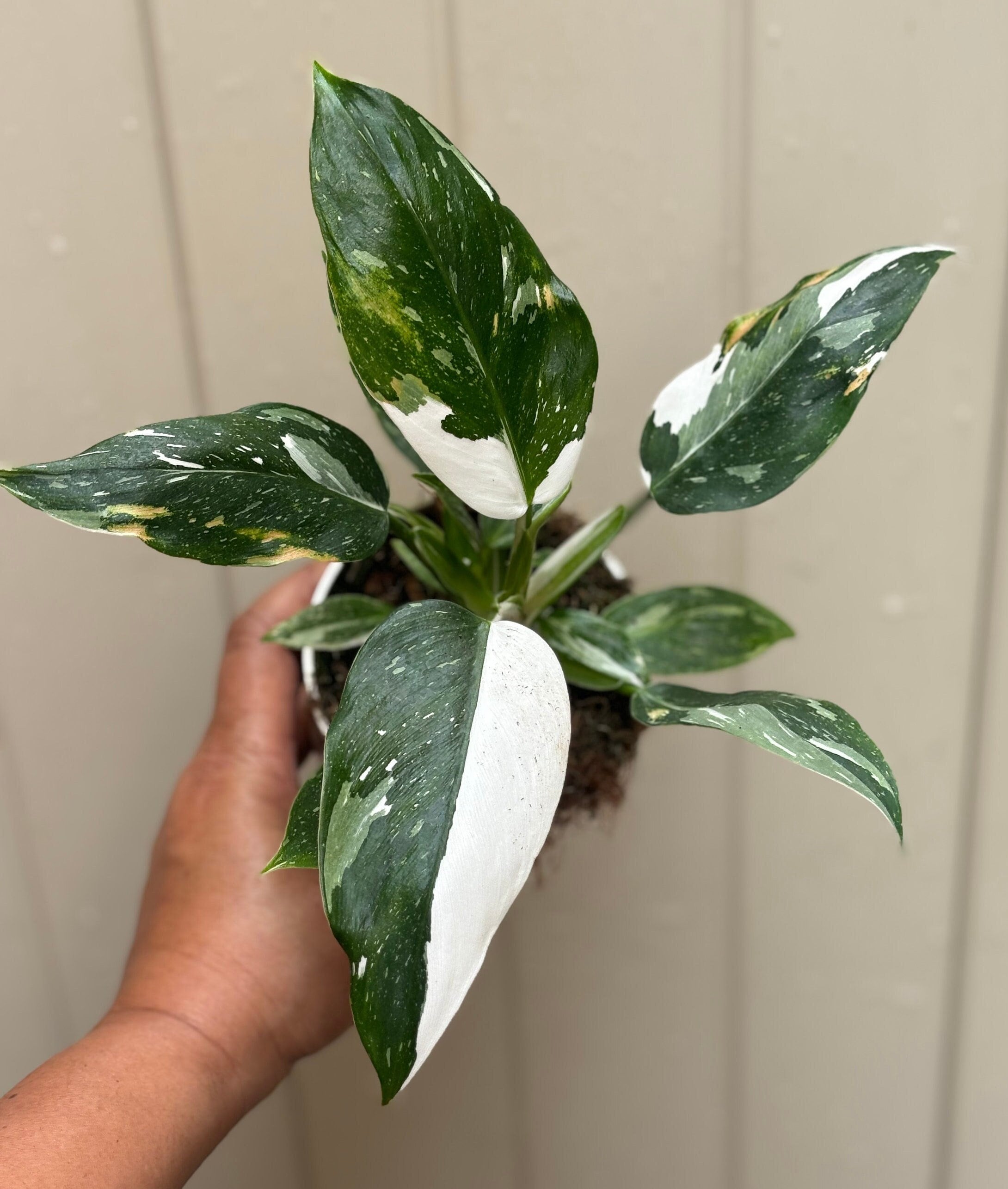 Rare, White Princess Houseplant