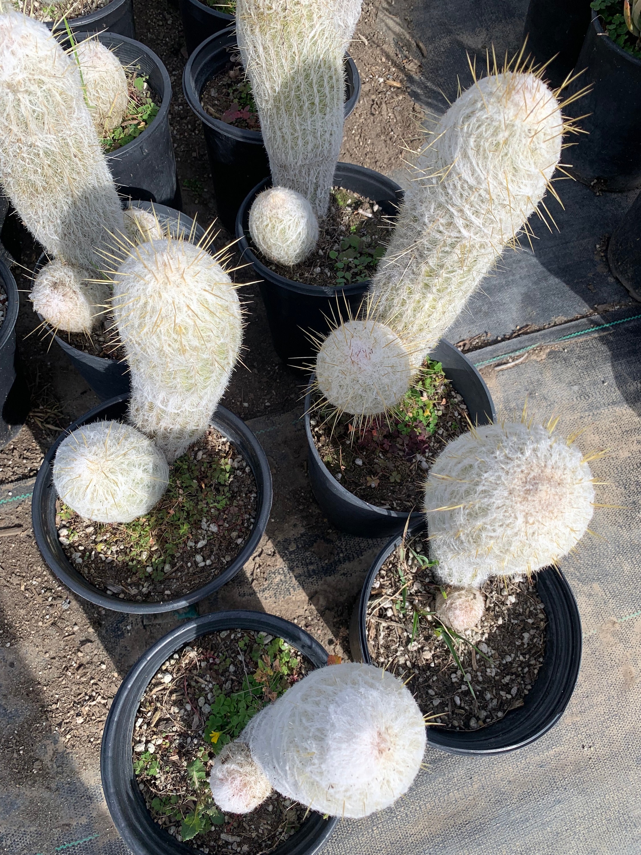 Buy Large Cactus Plant Old Man Cactus (cephalocereus Senilis) Drought  Tolerant Online in India - Etsy