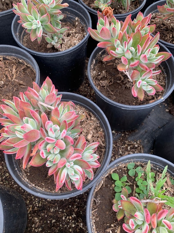 Red Velvety Echeveria Harmsii (ruby Slippers ) Succulent - Etsy