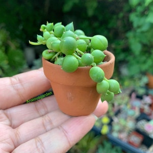 May include: A small terracotta pot with a green string of pearls succulent plant. The plant is trailing over the edge of the pot.