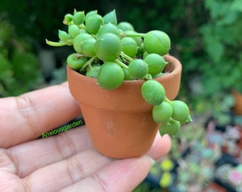 String of Pearls Succulent (Senecio Rowleyanus)