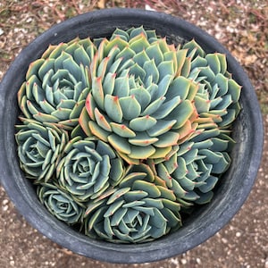 Blue Echeveria Succulent Plant