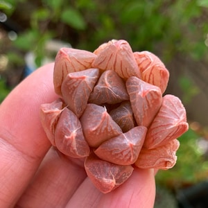 Rare Haworthia Succulent Set