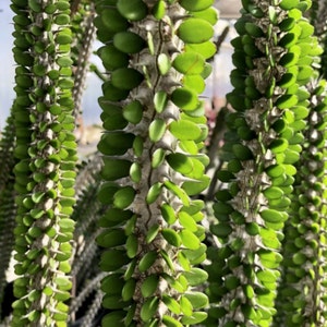 Alluaudia Procera Madagascar Ocotillo Succulent image 1