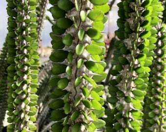 Alluaudia Procera Madagascar Ocotillo Succulent