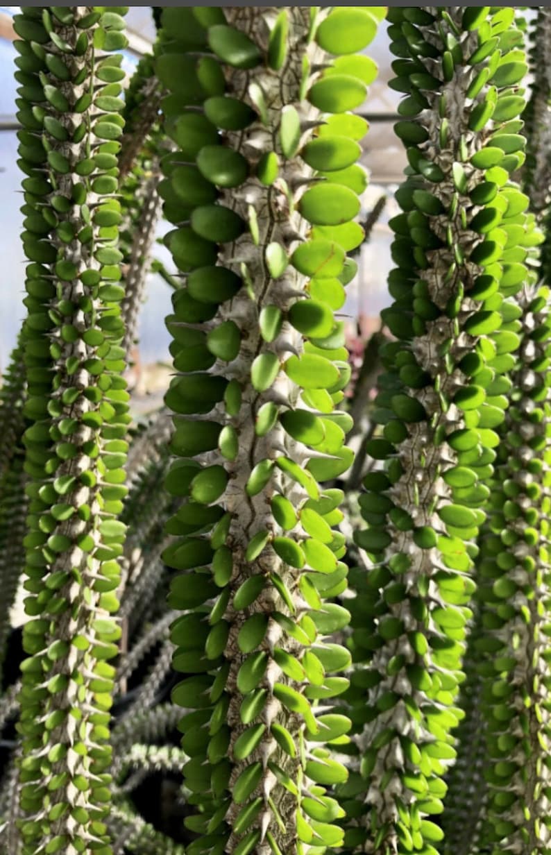 Alluaudia Procera Madagascar Ocotillo Succulent image 1