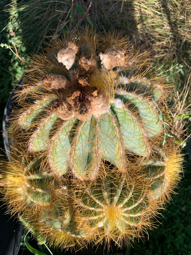 Balloon Cactus Notocactus Magnificus 5 Gallon Cluster