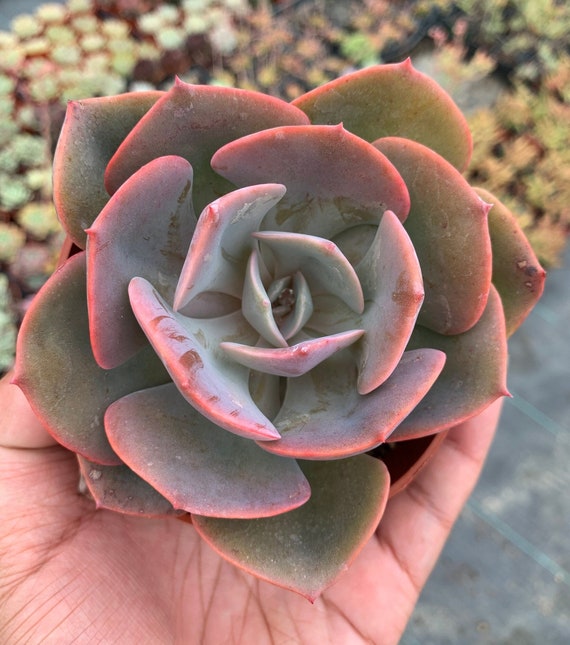 Live Colorful Echeveria Plant Purple Dusty Rose Succulent Indoor Outdoor  Garden - Etsy