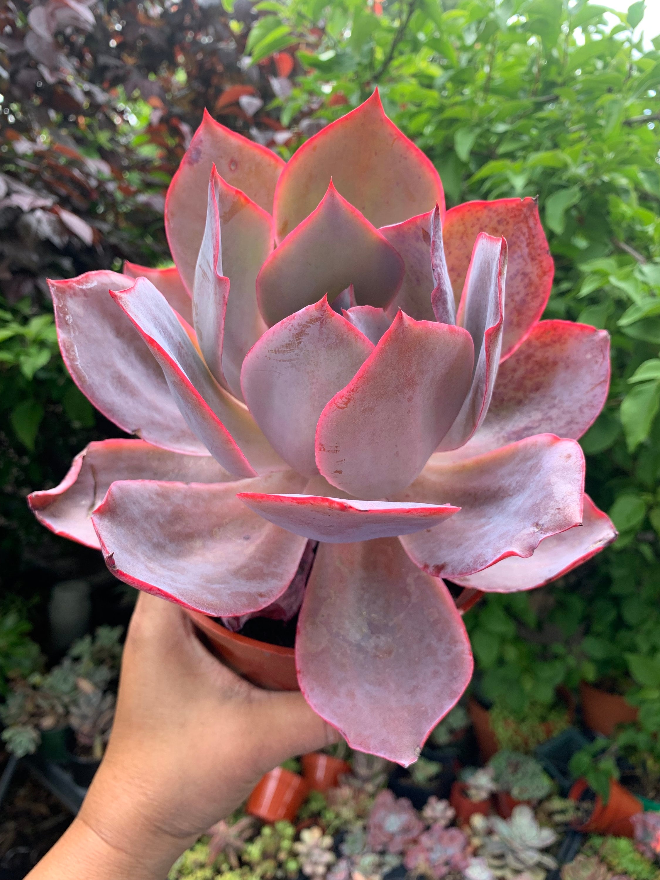 Big Pink Plant Echeveria Afterglow Succulent Outdoor Garden - Etsy, image size:2250x3000