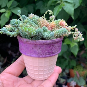 May include: A small succulent plant with green and pink leaves growing in a purple and white ice cream cone shaped pot.