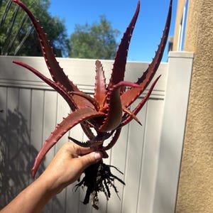 May include: A vibrant red aloe vera plant with spiky leaves is held up against a bright blue sky. The plant's leaves have a reddish-brown hue and are edged with small, sharp spines. The roots are visible, showing the plant's base.